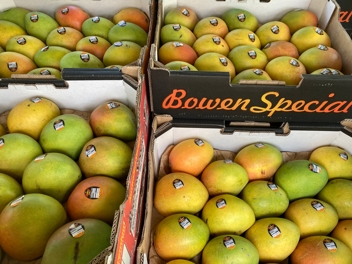 Bowen Special Mango 7KG Tray